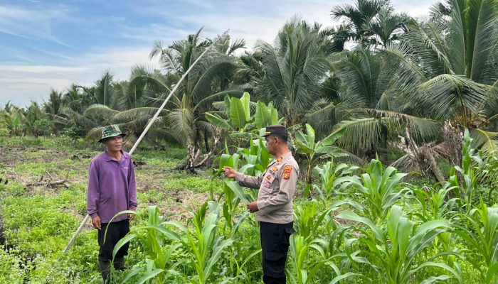 Dukung Program Asta Cita, Kapolsek Kuindra Pantau Langsung Perkembangan Lahan Jagung di Desa Teluk Dalam