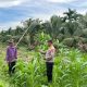 Dukung Program Asta Cita, Kapolsek Kuindra Pantau Langsung Perkembangan Lahan Jagung di Desa Teluk Dalam