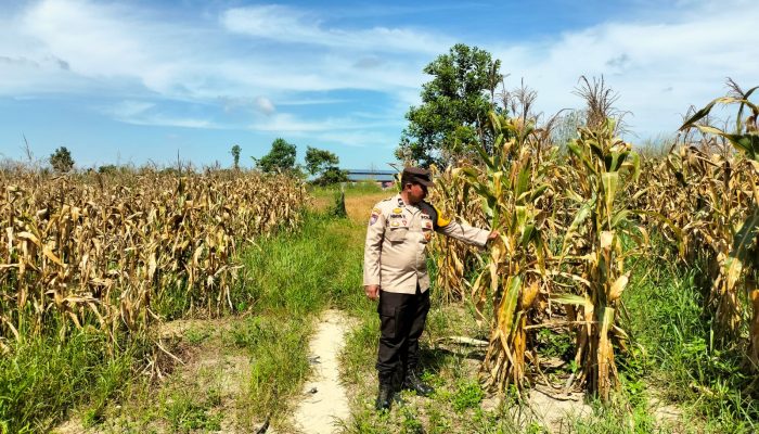 Polisi Cinta Petani, Bhabinkamtibmas Bersama Kasi Humas Cek Persiapan Panen Jagung Pipil di Ponpes Abu Hurairoh