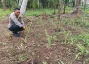 Dukung Ketahanan Pangan, Bhabinkamtibmas Pekan Arba Ajak Warga Sulap Lahan Kosong Jadi Produktif