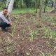 Dukung Ketahanan Pangan, Bhabinkamtibmas Pekan Arba Ajak Warga Sulap Lahan Kosong Jadi Produktif
