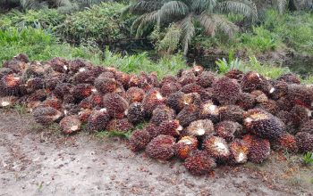 Diduga Curi Buah Sawit di Kebun PT. APN, Humas Laporkan ke Polsek Keritang