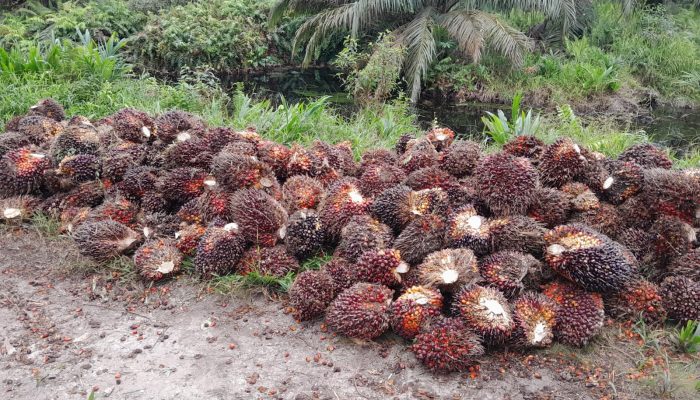 Diduga Curi Buah Sawit di Kebun PT. APN, Humas Laporkan ke Polsek Keritang