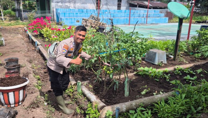 Bhabinkamtibmas Polsek Pelangiran Pantau Perkembangan Tanaman Terong dan Cabai di Desa Tagagiri Tama Jaya