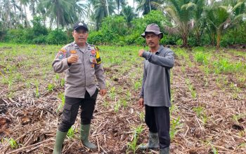 Dukung Asta Cita Ketahanan Pangan, Polsek Kuindra Cek Lahan Jagung Hibrida 2 Hektar di Tanjung Lajau