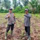 Dukung Asta Cita Ketahanan Pangan, Polsek Kuindra Cek Lahan Jagung Hibrida 2 Hektar di Tanjung Lajau