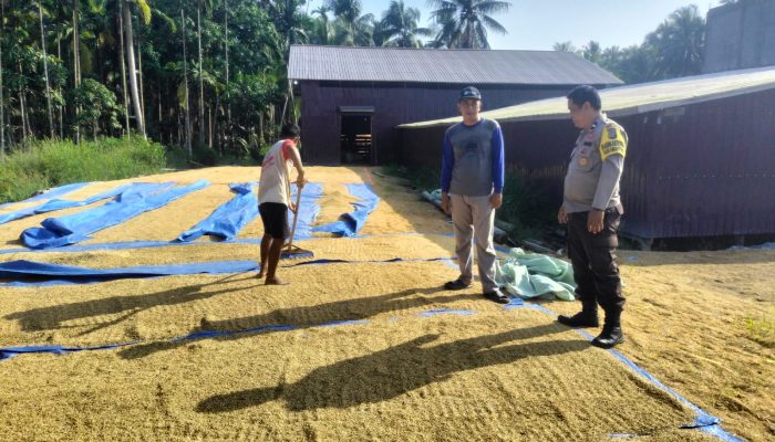 Babinkamtibmas Benteng Barat Polsek Benteng Aipda Doci Cinta Petani, Jemur Padi Dukung Ketahanan Pangan