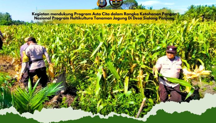 Gelar Penanaman Jagung Serentak di Desa Pulau Palas demi Dukung Swasembada Pangan