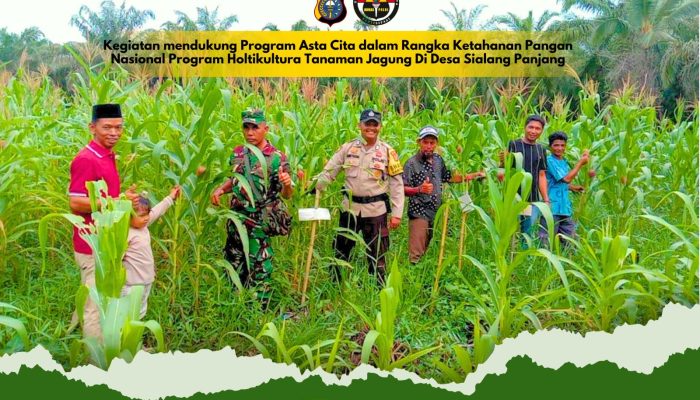 Pantau Ketahanan Pangan, Polsek Tembilahan Hulu Cek Progres Kebun Jagung Tumpang Sari di Desa Sialang Panjang