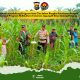 Pantau Ketahanan Pangan, Polsek Tembilahan Hulu Cek Progres Kebun Jagung Tumpang Sari di Desa Sialang Panjang