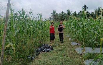 Bhabinkamtibmas Polsek Tembilahan Rutin Cek Tanaman Jagung Warga