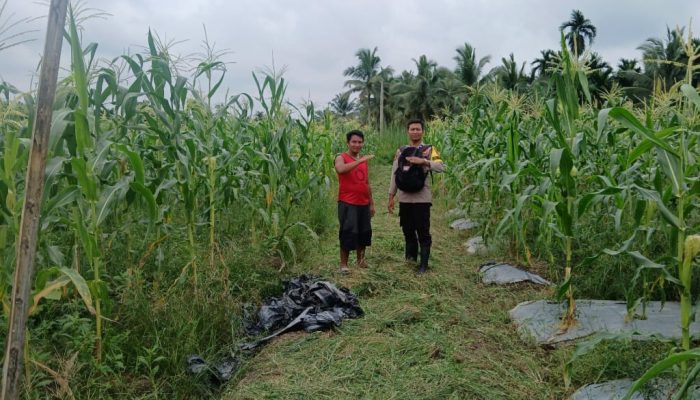 Bhabinkamtibmas Polsek Tembilahan Rutin Cek Tanaman Jagung Warga