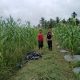 Bhabinkamtibmas Polsek Tembilahan Rutin Cek Tanaman Jagung Warga