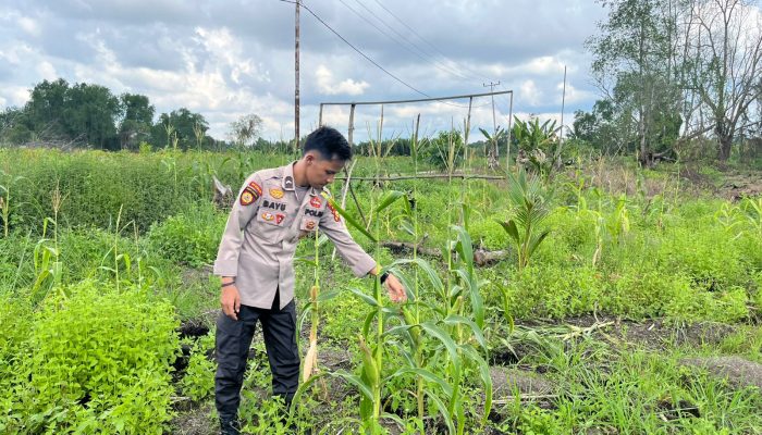 Dukung Asta Cita, Polsek Kuindra Pantau Progres Tanaman Jagung di Desa Teluk Dalam