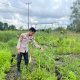 Dukung Asta Cita, Polsek Kuindra Pantau Progres Tanaman Jagung di Desa Teluk Dalam
