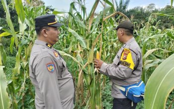 Jagung Mulai Tumbuh, Polisi Cek Langsung Lahan Ketahanan Pangan di PT PAS