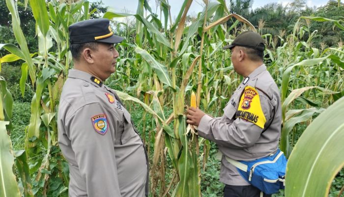 Jagung Mulai Tumbuh, Polisi Cek Langsung Lahan Ketahanan Pangan di PT PAS