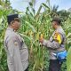 Jagung Mulai Tumbuh, Polisi Cek Langsung Lahan Ketahanan Pangan di PT PAS