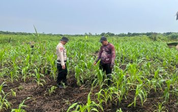 Dukung Ketahanan Pangan, Polsek Sungai Batang Cek Perkembangan Lahan Jagung di Kelurahan Benteng