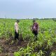 Dukung Ketahanan Pangan, Polsek Sungai Batang Cek Perkembangan Lahan Jagung di Kelurahan Benteng