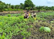 Dukung Program Asta Cita, Bhabinkamtibmas Polsek Tembilahan Hulu Dampingi Petani Semangka di Sialang Panjang