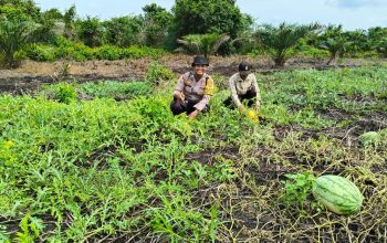 Dukung Program Asta Cita, Bhabinkamtibmas Polsek Tembilahan Hulu Dampingi Petani Semangka di Sialang Panjang
