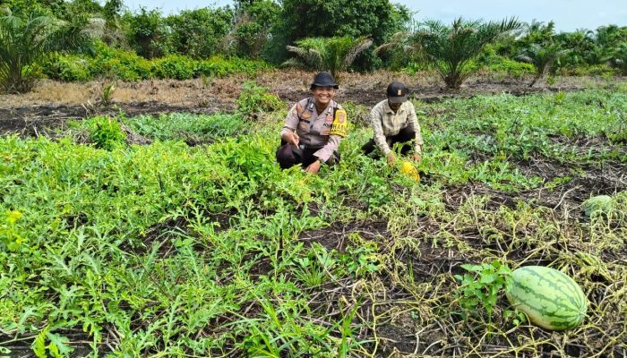 Dukung Program Asta Cita, Bhabinkamtibmas Polsek Tembilahan Hulu Dampingi Petani Semangka di Sialang Panjang
