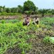 Dukung Program Asta Cita, Bhabinkamtibmas Polsek Tembilahan Hulu Dampingi Petani Semangka di Sialang Panjang