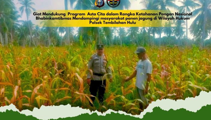 Dukung Asta Cita, Polsek Tembilahan Hulu Pantau Kesiapan Panen Jagung di Pekan Kamis