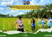 Polsek Tembilahan Hulu Gelar Panen Raya Jagung di Desa Sialang Panjang