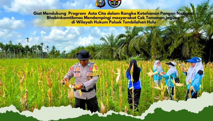 Polsek Tembilahan Hulu Gelar Panen Raya Jagung di Desa Sialang Panjang