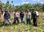 Dukung Swasembada Pangan, Polsek Tembilahan Hulu Pantau Kesiapan Lahan Jagung di Dua Desa