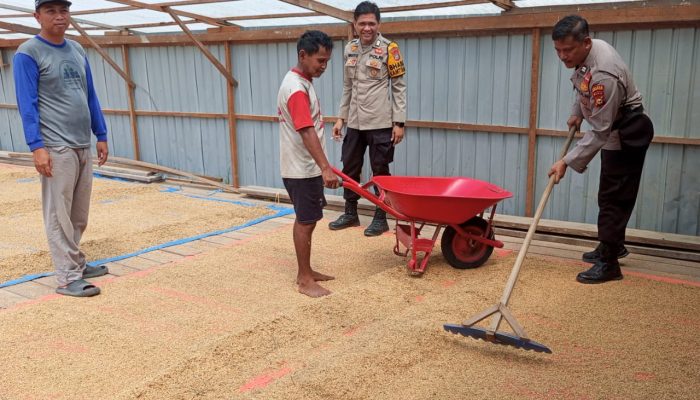 Kanit Samapta Polsek Sungai Batang dan Babinkamtibmas Benteng Utara Sambangi Petani Jemur Padi
