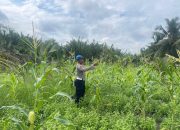 Polsek Kuindra Pantau Pertumbuhan Jagung Program Asta Cita di Desa Teluk Dalam