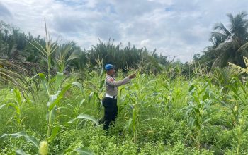 Polsek Kuindra Pantau Pertumbuhan Jagung Program Asta Cita di Desa Teluk Dalam