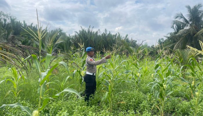 Polsek Kuindra Pantau Pertumbuhan Jagung Program Asta Cita di Desa Teluk Dalam