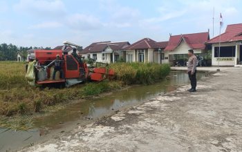 Polsek Sungai Batang Bersama Warga Panen Padi Lahan Polsek, Dukung Ketahanan Pangan