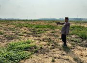 Pengecekan Lahan PT SIR untuk Penanaman Jagung Kuartal II Tahun 2026, Wujud Dukungan Ketahanan Pangan di Kecamatan Tualang