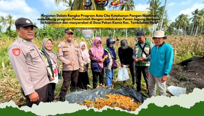 Dukung Asta Cita Presiden, Polsek Tembilahan Hulu dan BUMDes Gelar Panen Jagung untuk Ketahanan Pangan