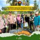 Dukung Asta Cita Presiden, Polsek Tembilahan Hulu dan BUMDes Gelar Panen Jagung untuk Ketahanan Pangan