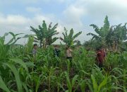 Aiptu Rudi J Kanit Binmas Polsek Sungai Batang Cek Perkembangan Tanaman Jagung di Kelurahan Benteng