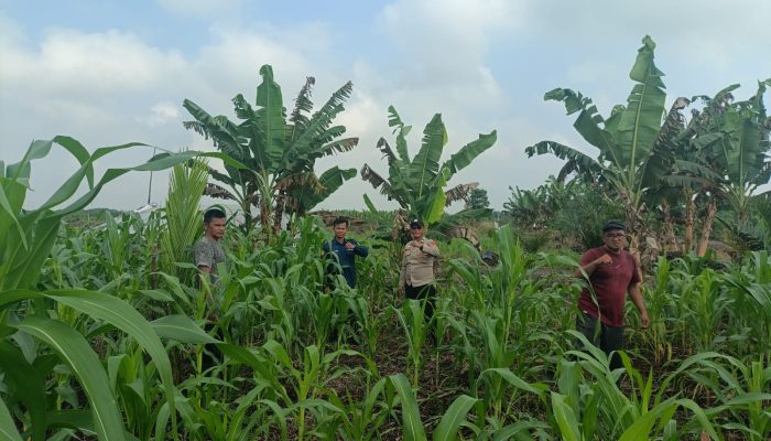 Aiptu Rudi J Kanit Binmas Polsek Sungai Batang Cek Perkembangan Tanaman Jagung di Kelurahan Benteng