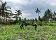Sokong Program Asta Cita, Polsek Tembilahan Hulu Pantau Kebun Jagung di Pulau Palas