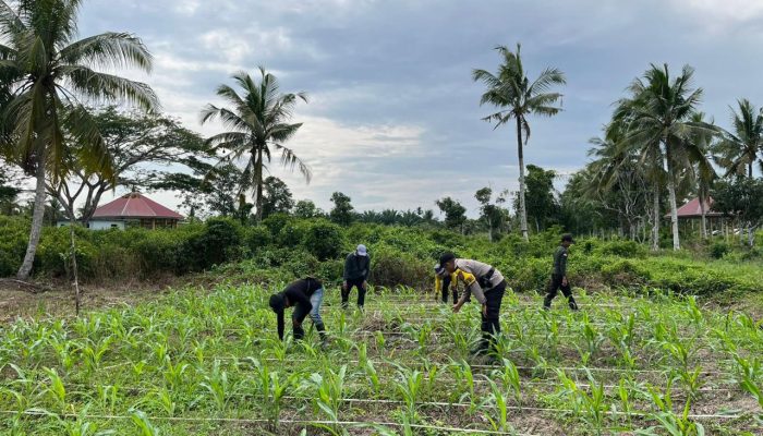 Sokong Program Asta Cita, Polsek Tembilahan Hulu Pantau Kebun Jagung di Pulau Palas