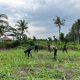 Sokong Program Asta Cita, Polsek Tembilahan Hulu Pantau Kebun Jagung di Pulau Palas
