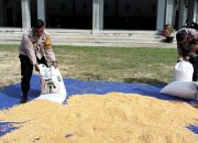 Dukung Ketahanan Pangan, Polsek Tualang Turun Langsung Jemur Jagung Bersama Petani