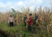 Polsek Sungai Batang Bersama Kelompok Tani Panen Jagung Kuartal II, Dukung Swasembada Pangan 2026