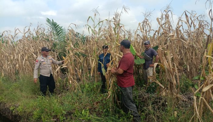 Polsek Sungai Batang Bersama Kelompok Tani Panen Jagung Kuartal II, Dukung Swasembada Pangan 2026