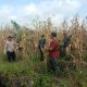 Polsek Sungai Batang Bersama Kelompok Tani Panen Jagung Kuartal II, Dukung Swasembada Pangan 2026