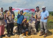 Dukung Ketahanan Pangan, Polsek Tualang Bersama Perusahaan Panen Jagung Pipil di PT SIR Sei Lukut